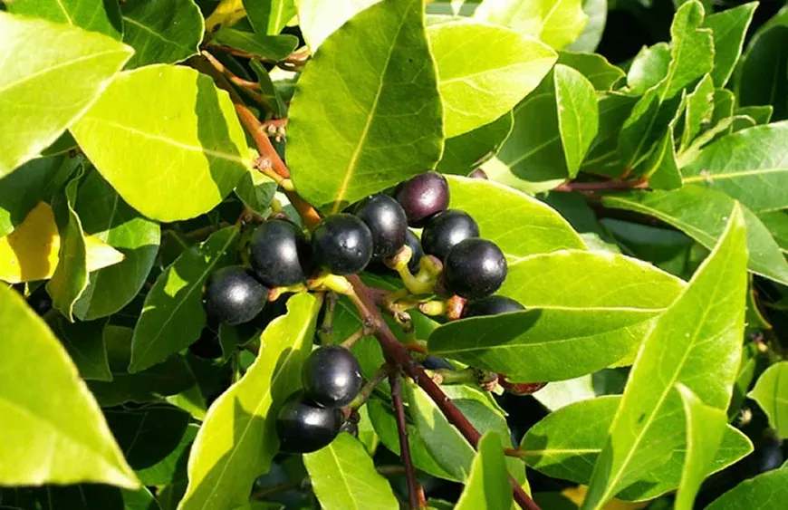 Defne Yaprağı Yağı Faydaları